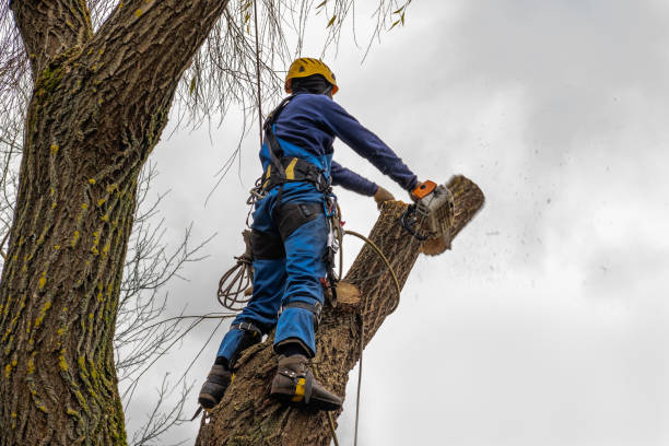 Reliable Orchard Hills, PA  Tree Services Solutions