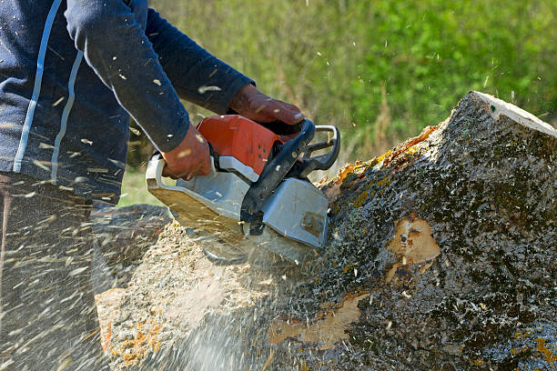 Seasonal Cleanup (Spring/Fall) in Orchard Hills, PA